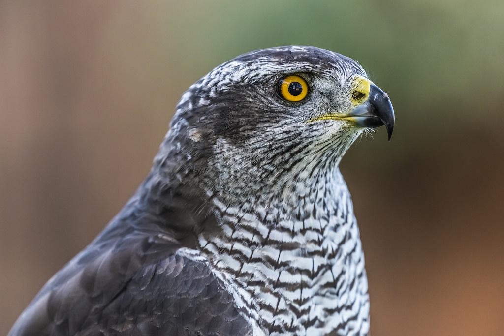 pmfalconryslider